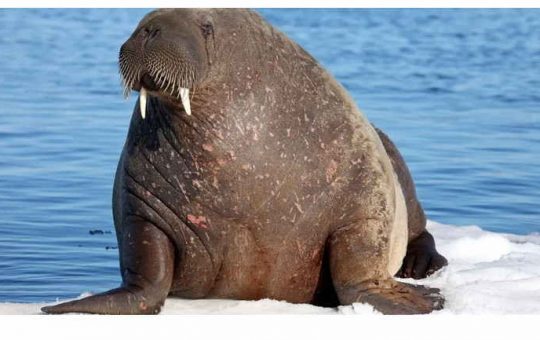 What Does Walrus Taste Like