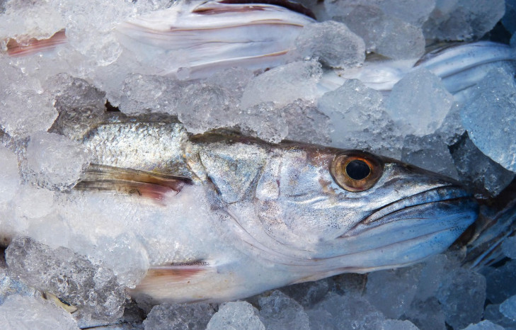 What Does Walleye Taste Like? A Complete Guide to Flavor, Texture, and Cooking Tips